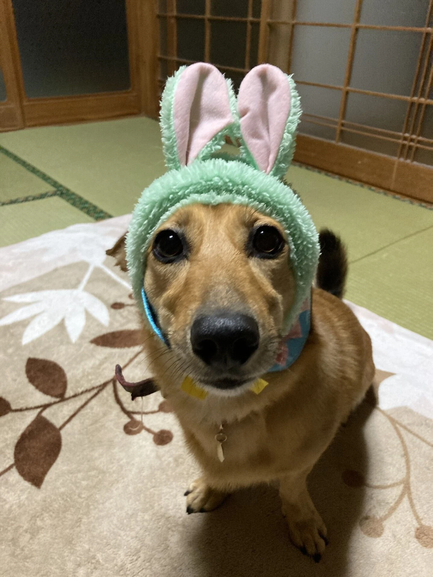 ブログ画像