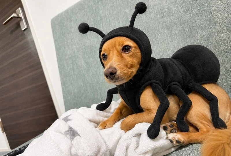 画像3063：🐜アリさん