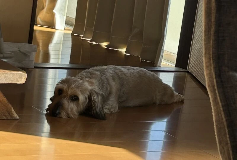 画像3092：おつかれ🐶