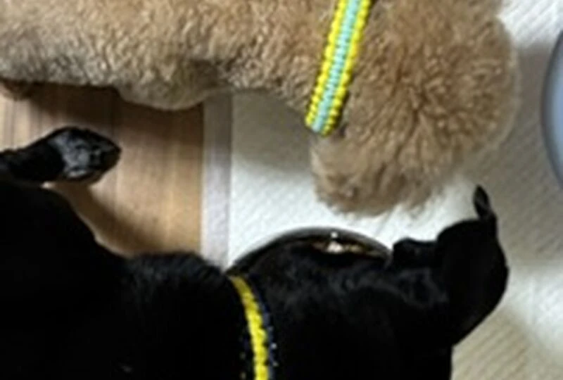 画像3100：🐶