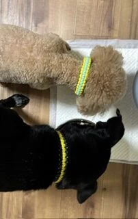 ブログ画像
